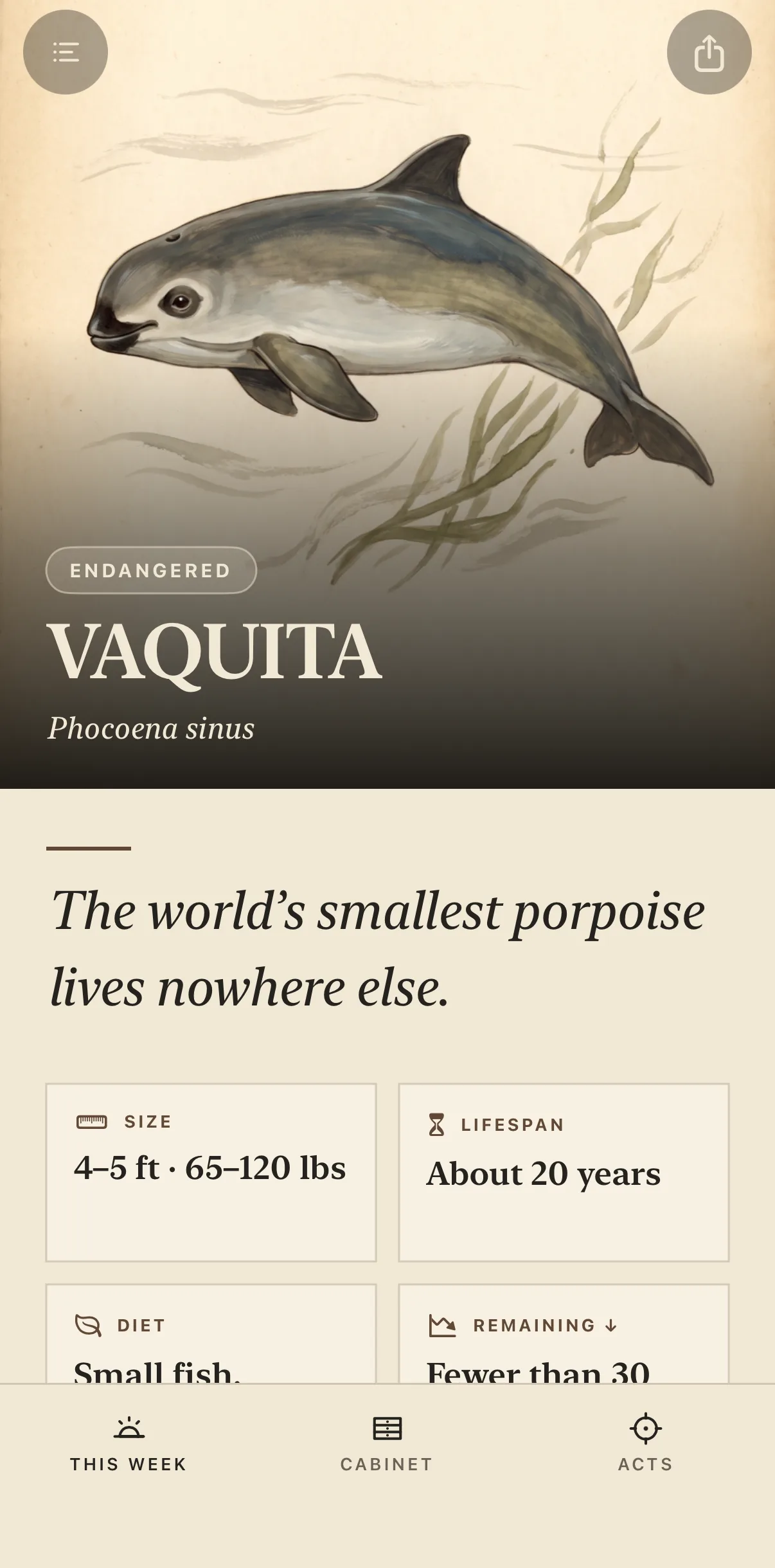 The Witness app showing this week’s card: an illustrated vaquita with its status, name, and first facts.