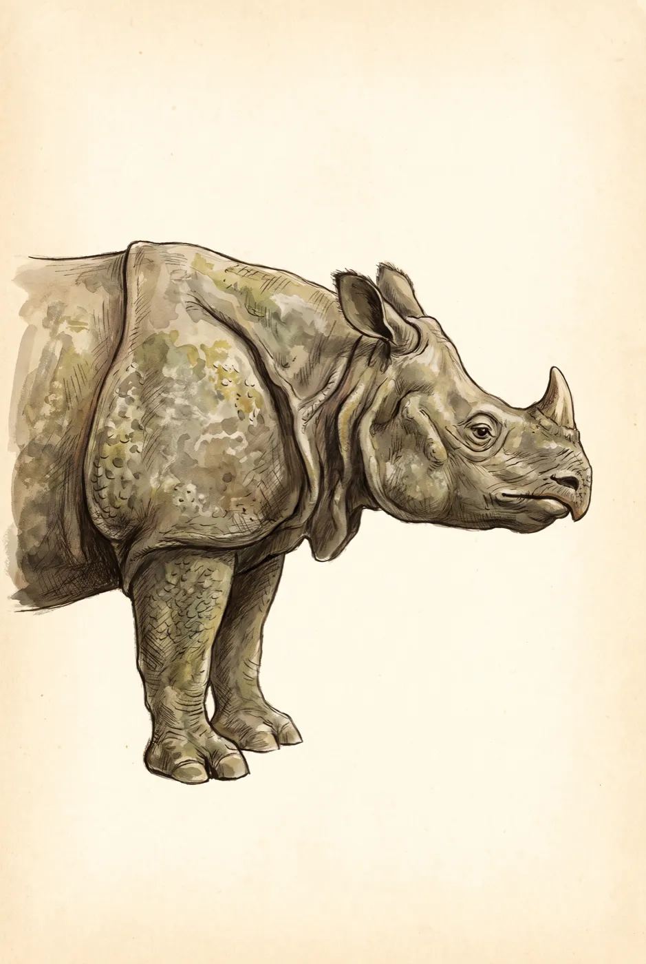 Original illustration of the Javan Rhino