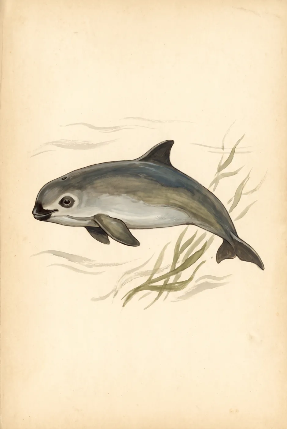 Original illustration of the Vaquita