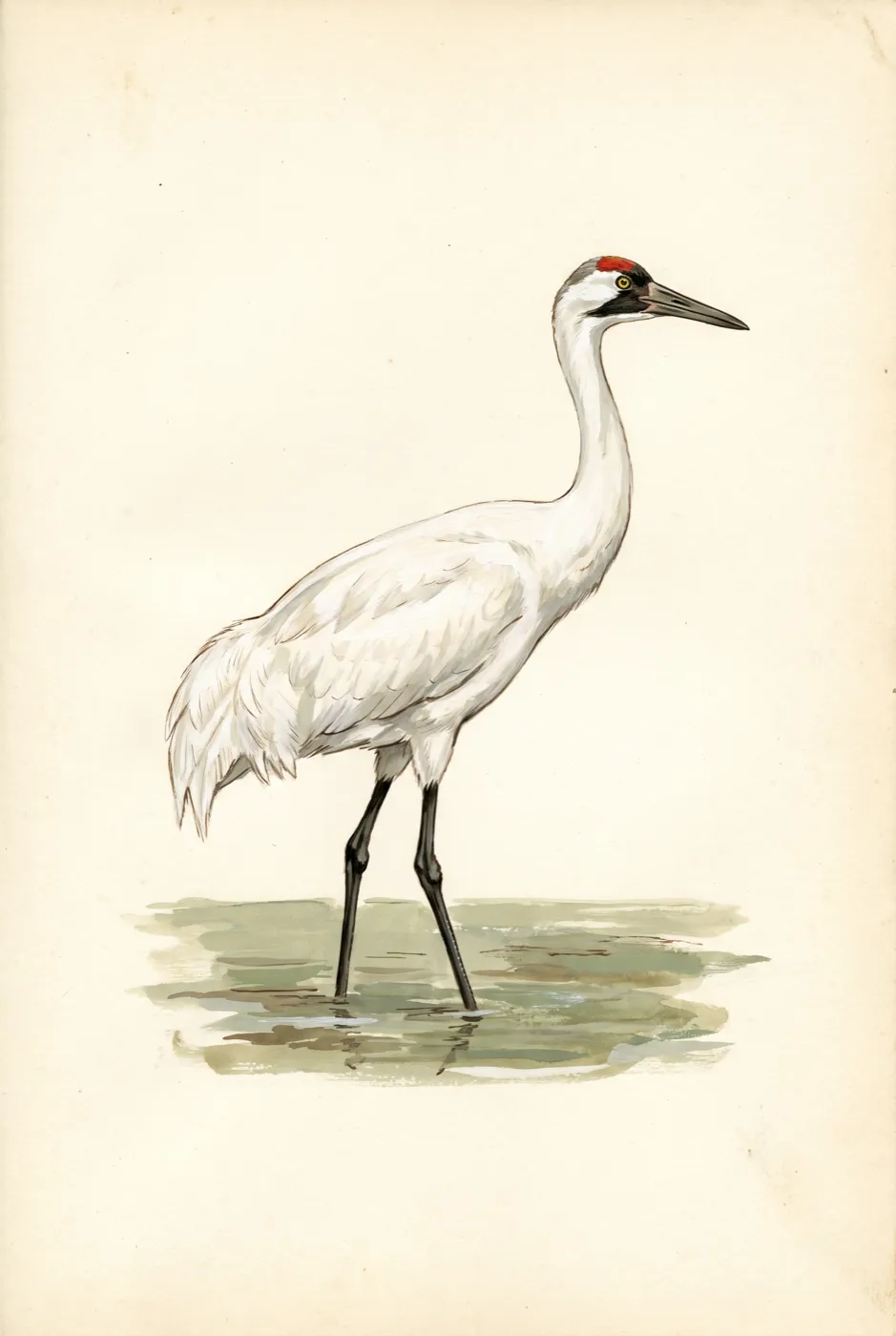 Original illustration of the Whooping Crane